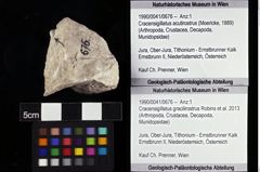 Foto (Objket + Etiketten) von Cracensigillatus gracilirostrus (Robins et al., 2013) 